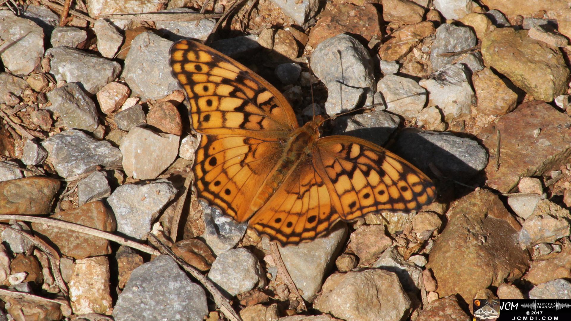 Variegated Fritillary feeding on road